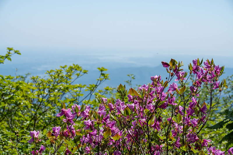 筑波山のつつじ